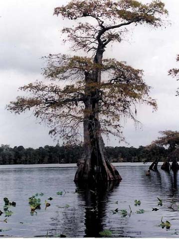 lake_norris_bc_pic_1_271.jpg