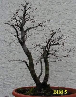 Hainbuche die ich mir gegönnt habe, Höhe ca. 75 cm