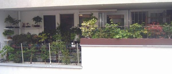 bonsai-loggia1.jpg