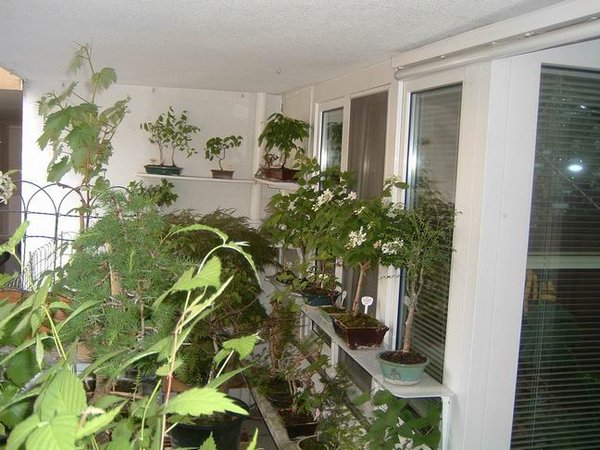 bonsai-loggia3.jpg