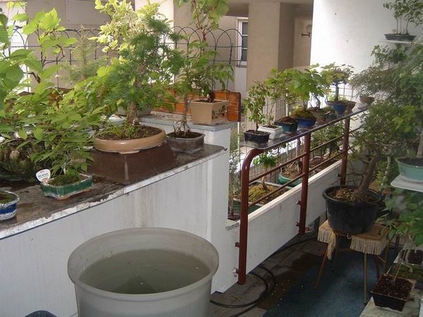 bonsai-loggia4.jpg