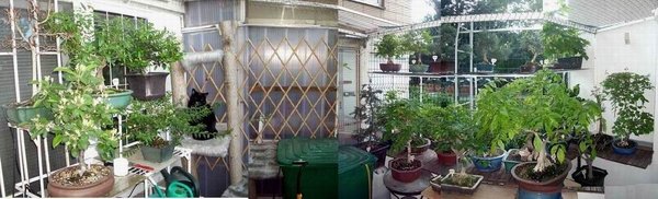 bonsai-terrasse2-2010.jpg