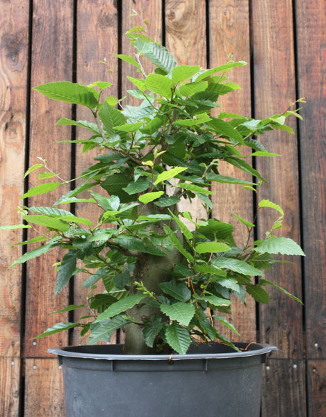 Hainbuche01.jpg