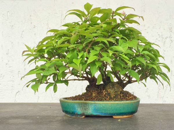 Callicarpa III Juli 2016.jpg