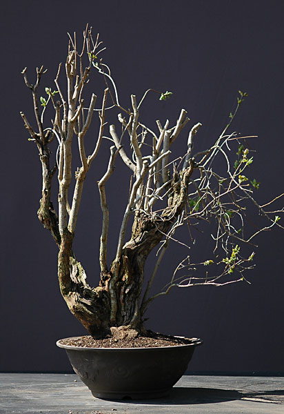 Dsc_3537v.jpg