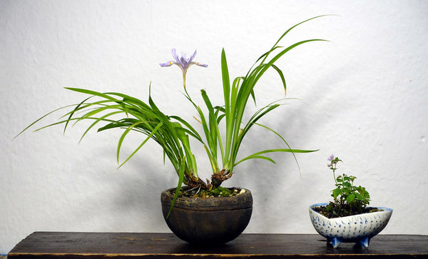 Iris gracilipes und Zwerg-Wiesenraute<br />Schalen: Carlos Hebeisen und Horst Heinzlreiter