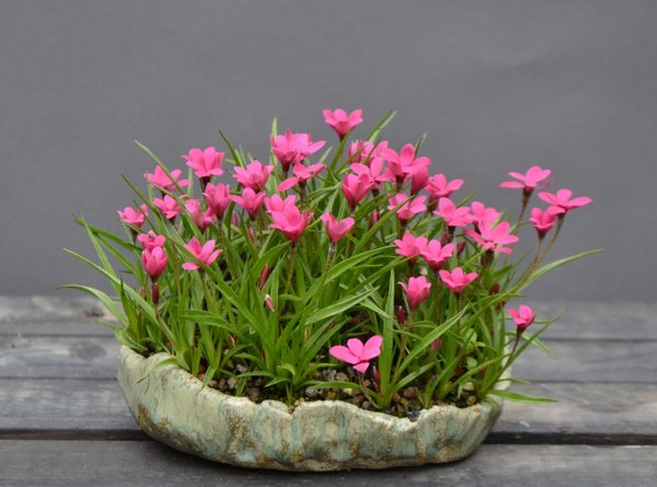 Rhodohypoxis Deflexa