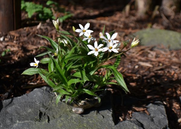Rhodoxis Irene