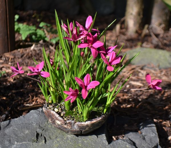 Rhodoxis Mrs. Betsy