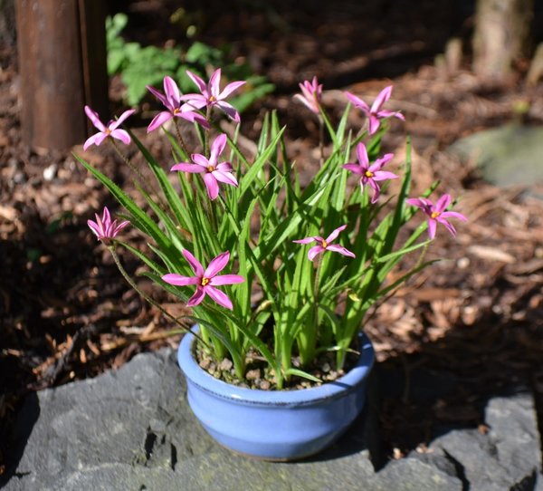 Rhodoxis Otterlo Ruby