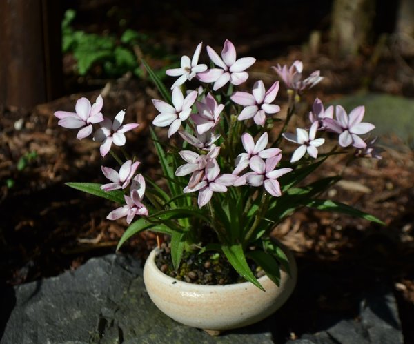 Rhodoxis Aya San
