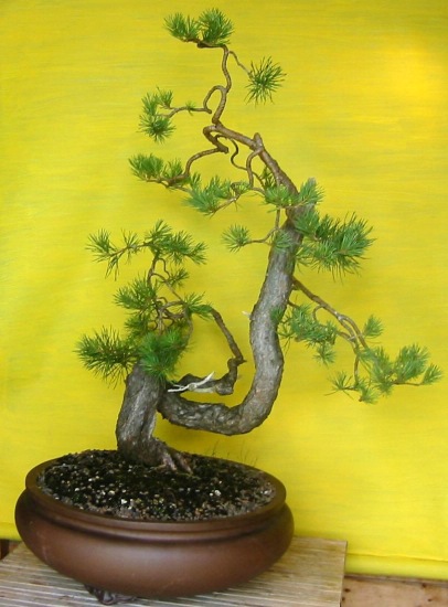sylvestris-gedreht16a.JPG