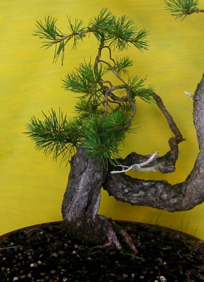 sylvestris-gedreht16b.JPG
