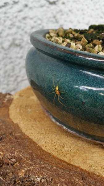 Minispinne