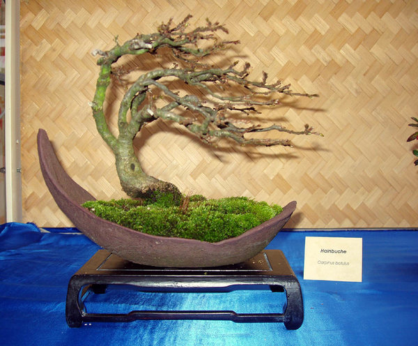 Vorbild-Shohin in Enger bei der Ausstellung zum Herbstfest 2009