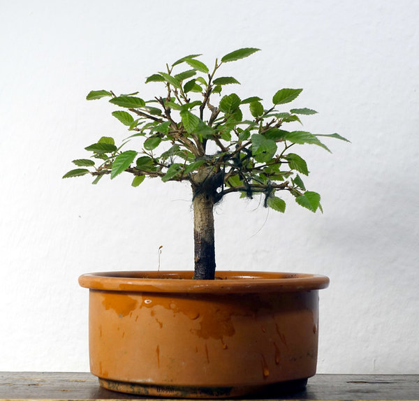 Carpinus_turczaniovii02_2016-06small.jpg