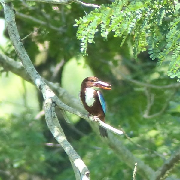 Ein Eisvogel sucht Abkühlung ...