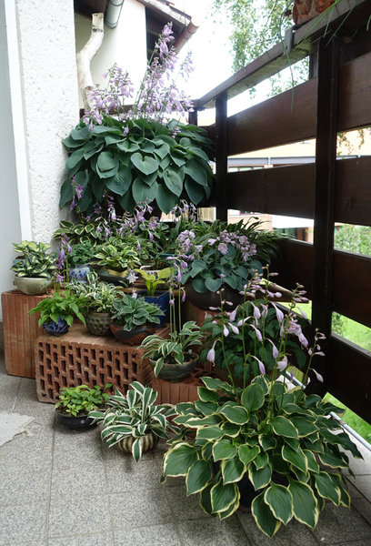 Das Hosta-Treppchen ist wieder erblüht!
