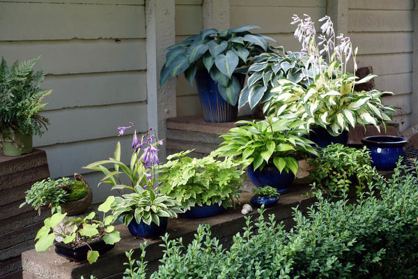 Die Blaue Ecke im Garten. Von hinten oben nach vorn: 'June', 'El Nino', 'White Christmas', 'June Fever' und ganz vorn 'Little Wonder'. Und der Winzling neben den Schneckenhäusern ist Hosta venusta 'Ki Nakafu Otome'.