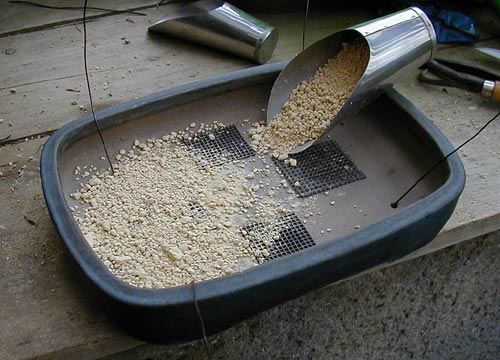 azaleen-umtopfen-05_203.jpg