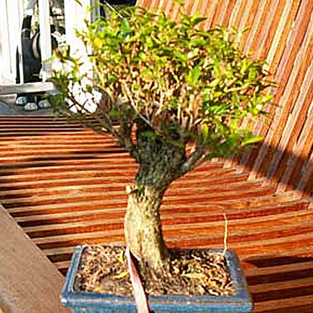 serissa1vorher.jpg