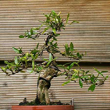 serissa1-2007.jpg