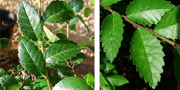ulme-blatt.jpg