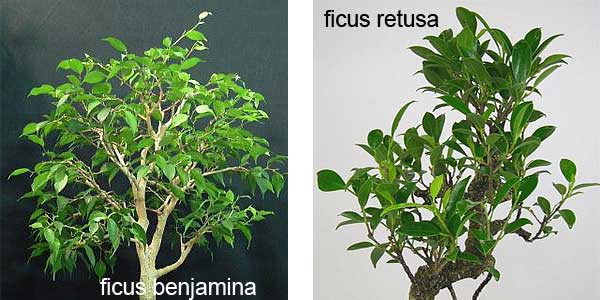 ficusgesamt.jpg