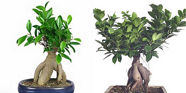 ginseng.jpg