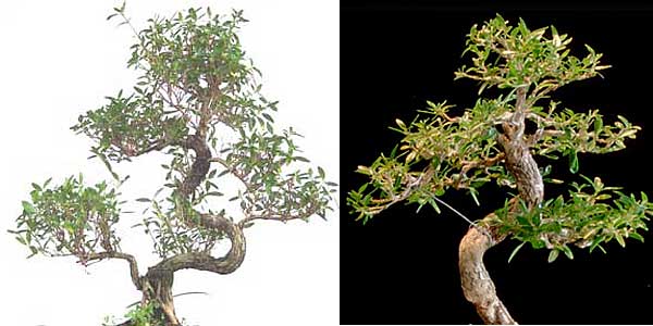 serissa_170.jpg