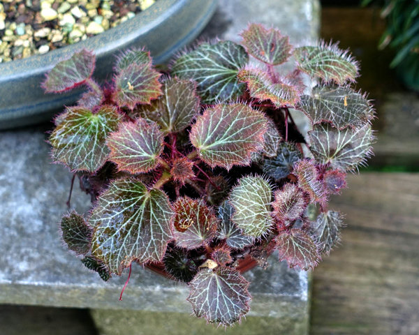 Saxifraga mit schönem Laub<br />Schale Japan