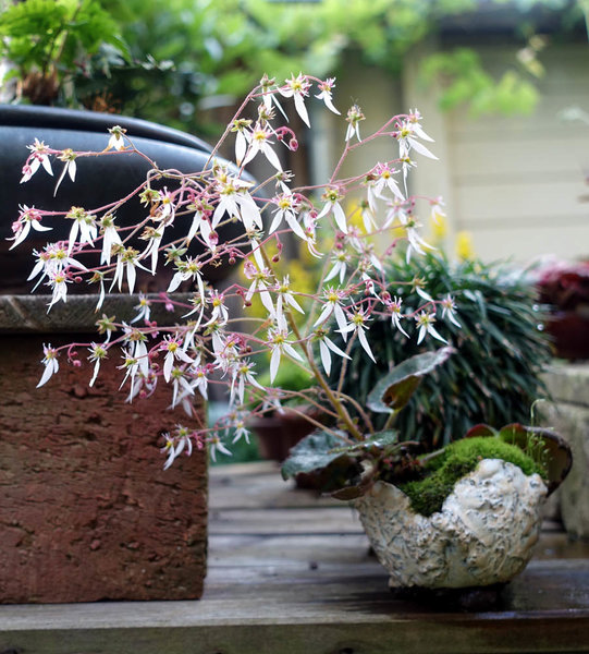 Saxifaga mit schöner Blüte