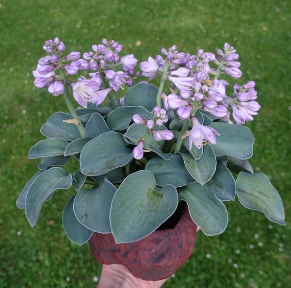Hosta 'Blue Mouse Ears'