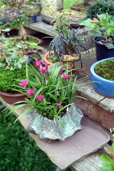 Grasstern 'Ruby Giant', dahinter schwarzer Schlangenbart<br />Schale selbst getöpfert