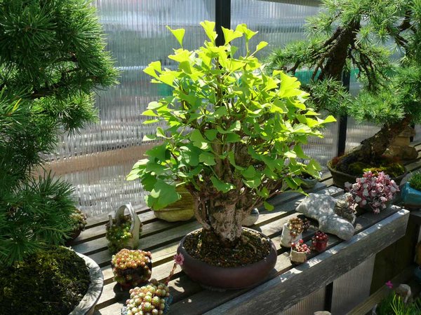 Toller Ginkgo