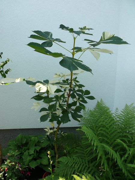 Eine panaschierte Rosskastanie habe ich hier zum ersten Mal gesehen