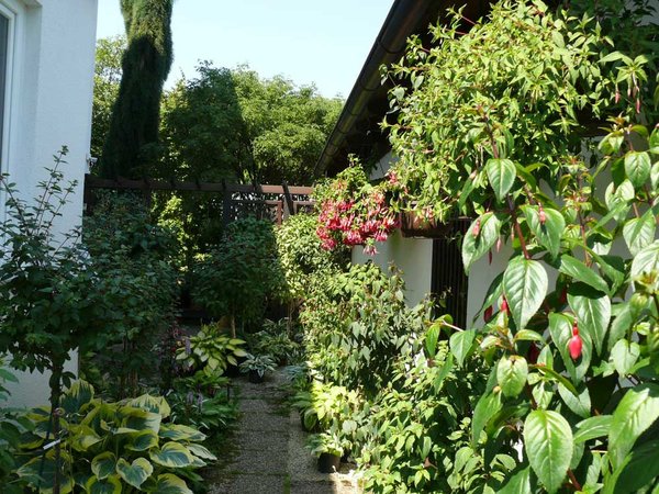 Fuchsien und Hosta...