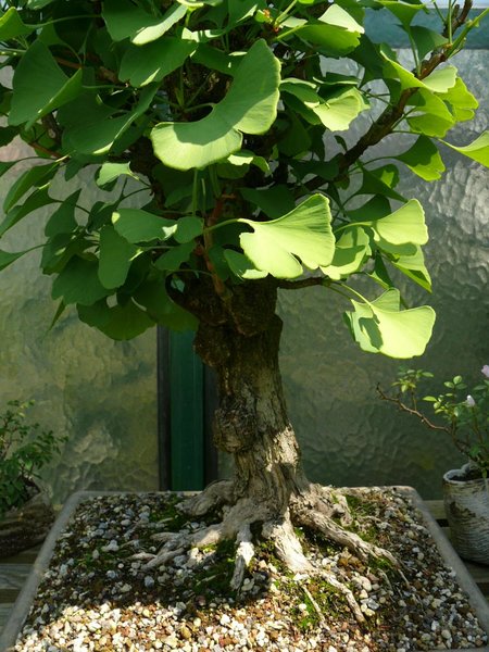Ginkgo-Nebari wie man es selten sieht.