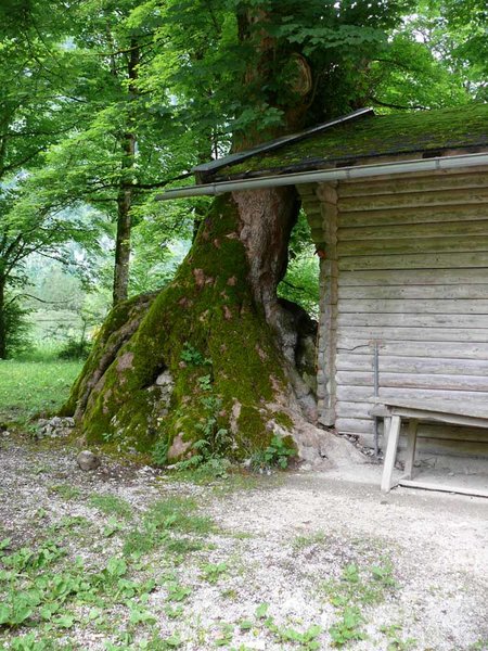 Wurzeln über Stein, Bergahorne zwischen Königsee und Obersee