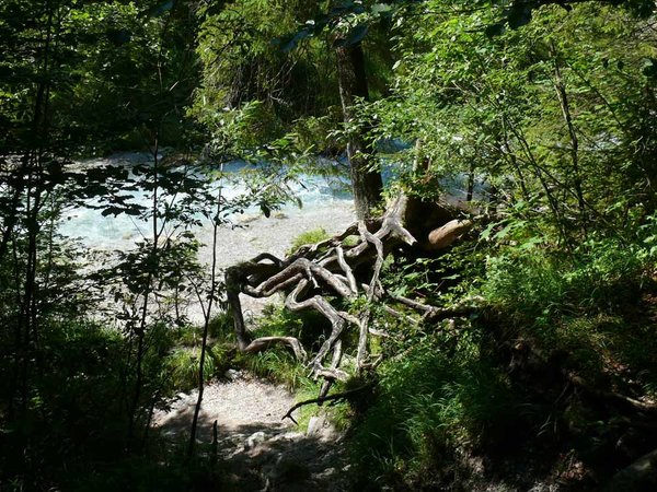 Freigespülte Wurzeln am Wimbach, der am Watzmann herunterbraust