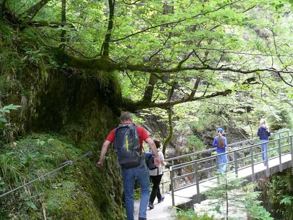 Waagerecht in die Almbachklamm wachsende Buchen