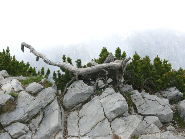Berkiefern auf dem Kehlsteingipfel am Obersalzberg (wo Hitler und seine Nazikumpanen sich damals alle luxuriös niedergelassen haben)
