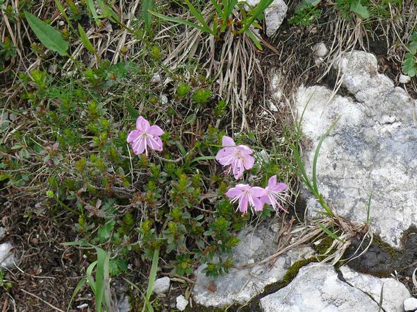 Eine kleine Alpenrose blüht hier (heimischer Rhododendron)