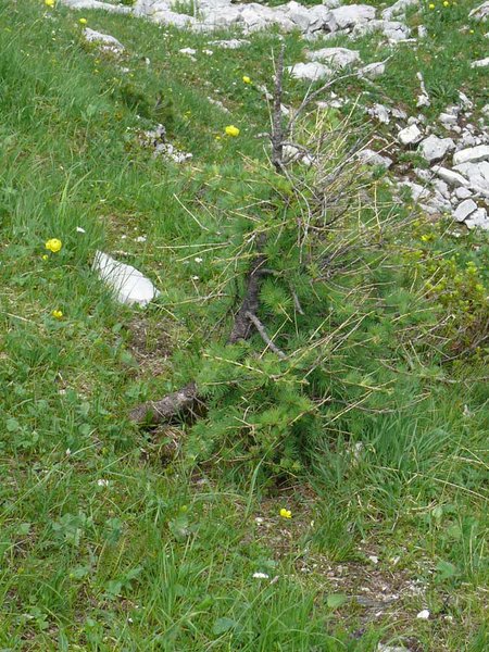 Die Lärche hätte man gerne mitnehmen mögen... aber ist alles Naturschutzgebiet und nebenbei eh falsche Jahreszeit