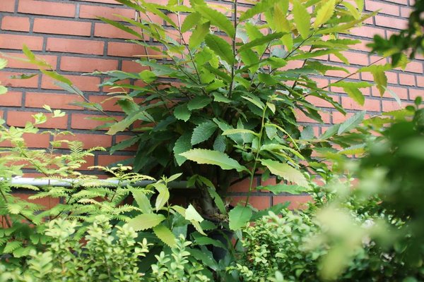 acer-palm-stecklinge-2016IMG_7781.jpg