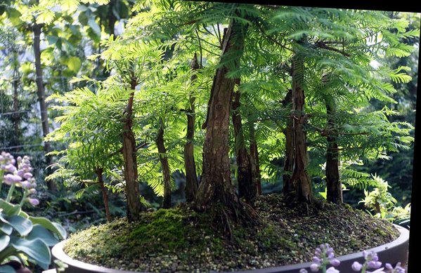 Metasequoia05_2016-06e2small.jpg