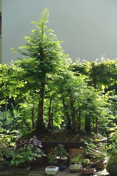 Metasequoia05_2016-08small.jpg
