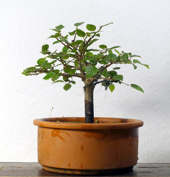 Carpinus_turczaniovii02_2016-10small.jpg