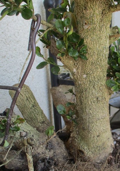 Rindendetails