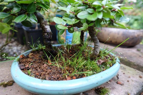 die kleine Cotoneaster-Streuobstwiese, die ich in Lippstadt von Andreas L. übergeben bekam, hat ihre Wiese eingebüßt